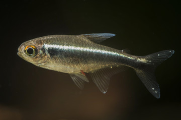 Neonka black freshwater aquarium fish with white dot meal.