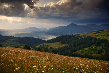 Golden sunset in carpathian mountains - beautiful summer landscape, spruces on hills, dark cloudy sky and bright sun light, meadow and wildflowers