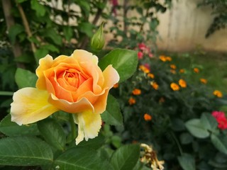 Yellow Rose