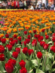 field of colourful tulips