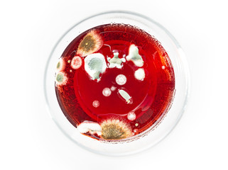 image of bacteria in a petri dish