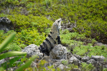 Iguana resting on a rock