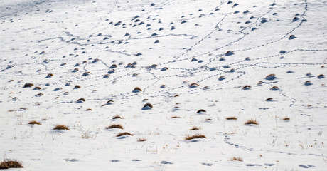 molehill and animal tracks in snow