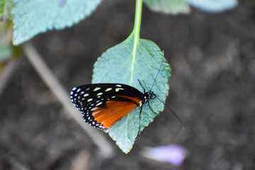 butterfly on a flower