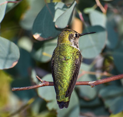 hummingbird on a branch  feeder