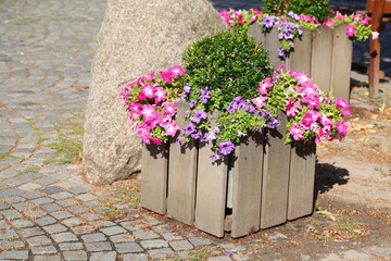 Blumenkasten aus Holz mit Primeln auf dem Bürgersteig stehend