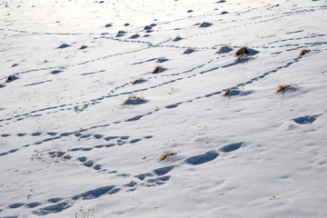 molehill and animal tracks in snow