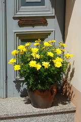 Blumenvase mit Blumen vor einer Haustür stehend, Deutschland, Europa
