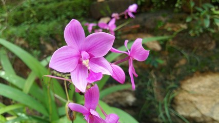 Purple Orchid flowers in garden.