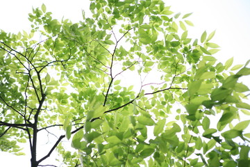  the season of verdure