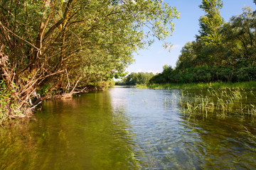 Flooded forest in the Drava River floodplain