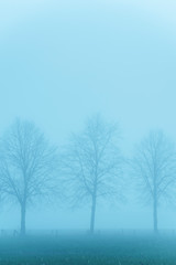 Trees in misty rural landscape.