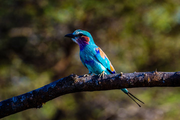 Tsavo NP Roller bird, Kenya