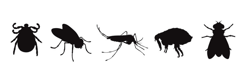 Vector silhouette of flea and fly and thic and mosquito on a white background. Symbol of parasites like set together.