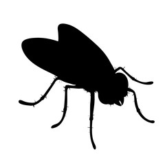 Vector silhouette of fly on white background. Symbol of macro insect with wings.