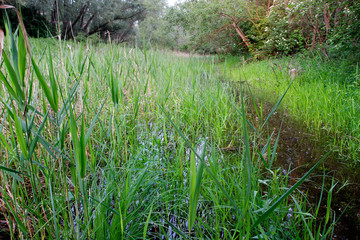 Flooded forest in the Drava River floodplain