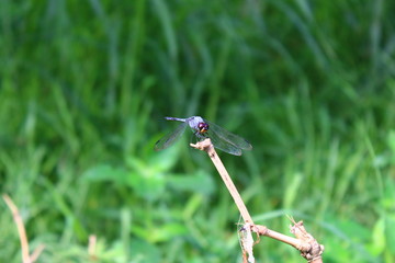 View of dragonflies on twigs in the garden