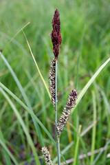 The flowers of the sedge (Carex )