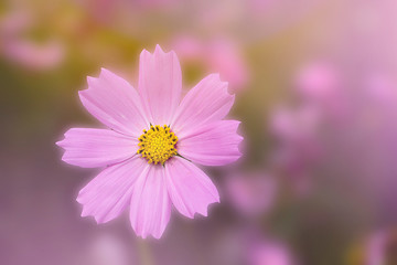 Beautiful flowers cosmos on softly blurred background