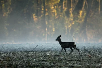 Foto op Plexiglas The roe deer looking for the food on the field © Goran