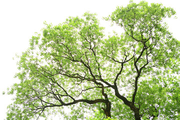  the season of verdure