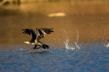 Cormorant flying above the water, the Drava River