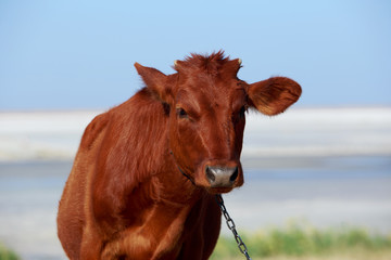 Young goby in the meadow
