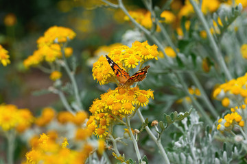 Bright beautiful butterfly drinks nectar from yellow flowers