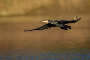 Cormorant flying above the water, the Drava River