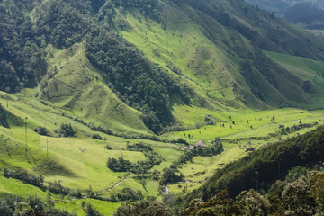 Fototapeta premium Cocora Valley, which is nestled between the mountains of the Cordillera Central in Colombia.