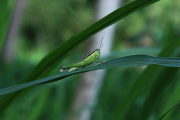 Green grasshopper on the leaves in the morning