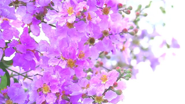Lagerstroemia speciosa pink white flower bloom in the garden in autumn