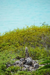 Iguana resting on a rock