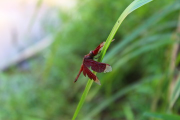 View of red dragonflies on twigs in the garden