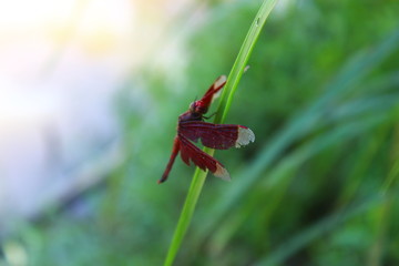 View of red dragonflies on twigs in the garden