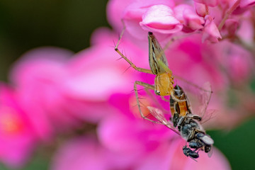 spider eating a bee on a pink flower