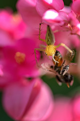 spider eating a bee on a pink flower
