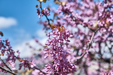 blooming cherry tree in spring