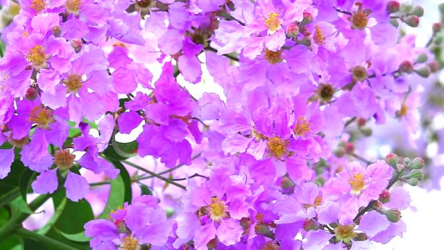 panning Lagerstroemia speciosa pink white flower bloom in the garden in autumn