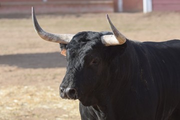 bull in field