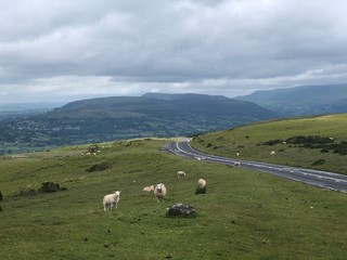 Fototapeta na wymiar Sheep in hills of England and Wales in the summertime.UK