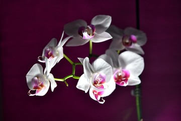 Fototapeta na wymiar White orchid with purple center on the dark background
