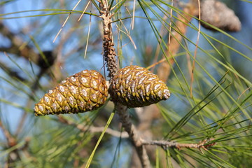 two cones on tree branch close up, background in soft focus