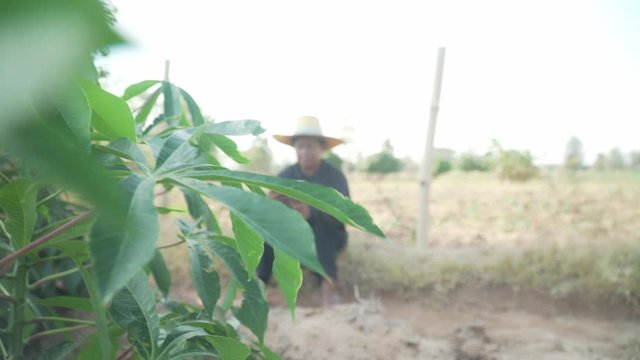 Smart woman farmer holding tablet standing in cassava field for checking her cassava field. Agriculture and smart farmer success concept. footage b roll scene video 4k.