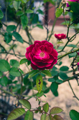 rose in the garden