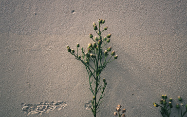 Plant against the wall