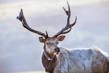 Close up of male Tule elk (Cervus canadensis nannodes) wearing a GPS tracker; Point Reyes National...