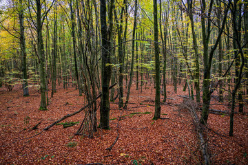 Natural forest in autumn, Eifel National Park.