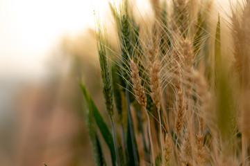 Wheat crop field. Ears of golden wheat close up. Ripening ears of wheat field background. Rich harvest Concept. © Golden House Images
