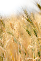 Wheat crop field. Ears of golden wheat close up. Ripening ears of wheat field background. Rich harvest Concept.